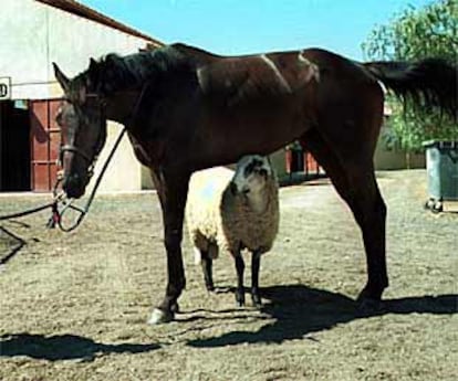 El caballo <i>Gapton Bob</i>, junto al borrego <i>Raúl,</i> en el Hipódromo de Mijas.