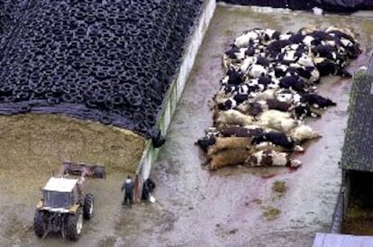 Las reses sacrificadas en la granja donde se ha registrado el primer caso de fiebre aftosa en Francia, ayer, poco antes de ser incineradas.