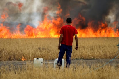 Un pastor observaba el verano pasado un incendio de un campo de trigo entre Tábara y Losacio.