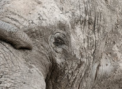 An elephant grazes in Amboseli National park, Kenya, February 10, 2016. 