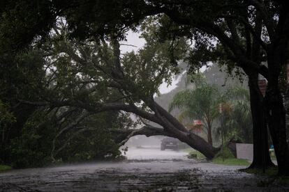 Un árbol caído sobre una calle de Sarasota, en la costa oeste de Florida. El presidente de Estados Unidos, Joe Biden, hizo el miércoles un nuevo llamamiento a los ciudadanos para que los ciudadanos extremen la prudencia y se protejan. 