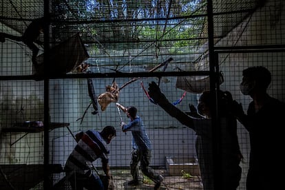 Un veterinario trata de coger un mono capuchino para hacerle pruebas en el Centro para la Vida Salvaje de Manaos, Brasil.