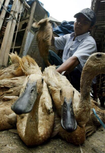 Un indonesio selecciona patos en un mercado de Yakarta.