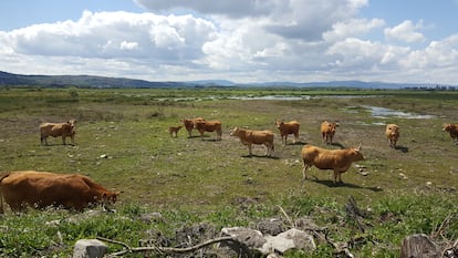 Vacas en un pasto inundable de la parcela de Veiga de Gomareite donde la SGHN ha recuperado un extremo del antiguo humedal de Antela.