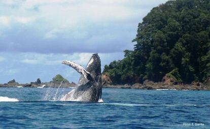 Una cría de ballena saltando.