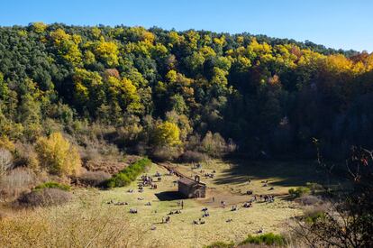 Garrotxa