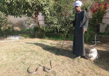 L'especialista en capturar serps Abdul Hamed, amb una cobra al jardí de l'Hotel New Memnon de Luxor.