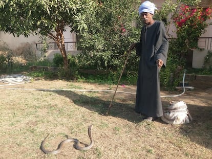 L'especialista en capturar serps Abdul Hamed, amb una cobra al jardí de l'Hotel New Memnon de Luxor.