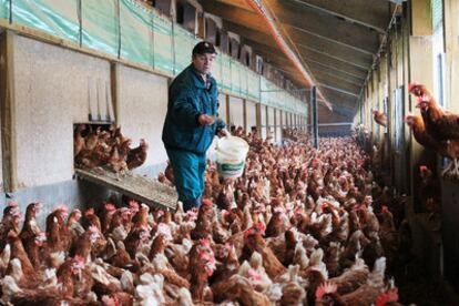 Un granjero alimenta a las gallinas en una planta en Elstorf (Alemania).