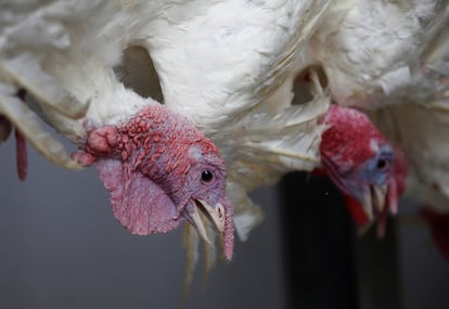 Gripe aviar H5N1