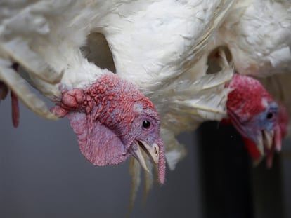 Gripe aviar H5N1