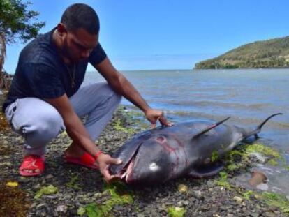 Un pescador graba los intentos desesperados de un ejemplar de cetáceo por sacar a su hijo de una zona de aguas contaminadas en islas Mauricio