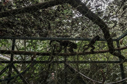 Un par de monos aulladores en la jaula de Refauna.