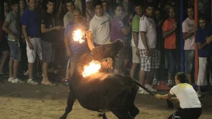 Imagen de un toro embolado en Nules, de las fiestas de hace tres años.