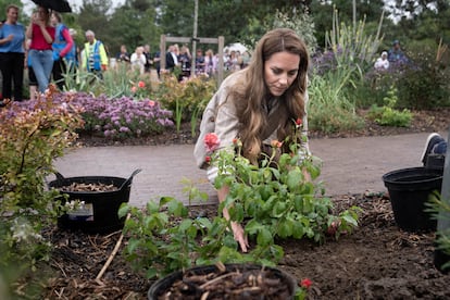 La princesa Kate Middleton planta unas rosas que llevan su nombre en un hospital de Essex, el 2 de julio de 2025. 