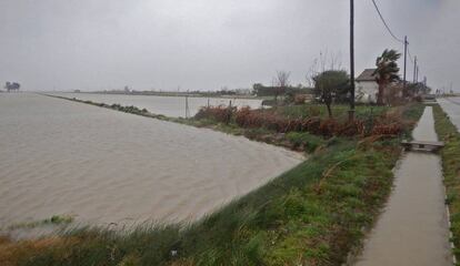 Arrossars inundats pel mar al delta de l'Ebre.