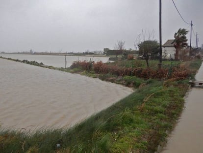 Arrossars inundats pel mar al delta de l'Ebre.