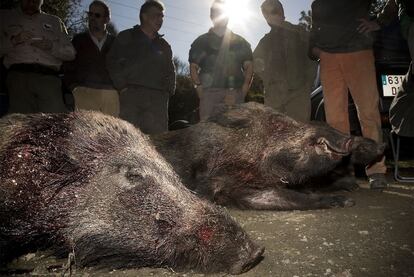 Un grupo de cazadores contempla las piezas abatidas ayer por la mañana, en Sant Just Desvern.