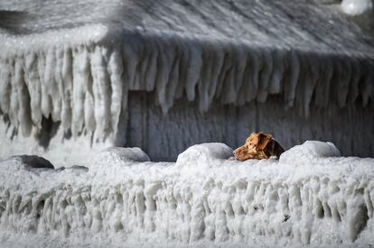 Un perro mira sobre un muro cubierto de hielo en Faxe Bay (Dinamarca). 