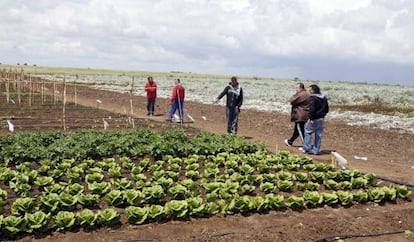 Jornaleros del SAT, en la finca ocupada de Somontes, el pasado abril.