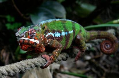 Ejemplar de camale&oacute;n pantera `Furcifer pardalis&acute;.  