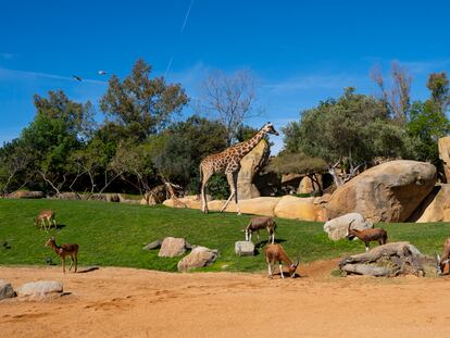 En el BIOPARC de Valencia se puede avisar un recinto donde conviven antílopes y jirafas, como en la sabana africana.