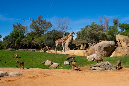 En el BIOPARC de Valencia se puede avisar un recinto donde conviven antílopes y jirafas, como en la sabana africana.