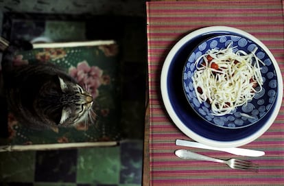 Lola, una gata brasileña de pelo corto, se sienta en una silla frente a la mesa en su casa en São Paulo (Brasil), el 11 de diciembre de 2017.