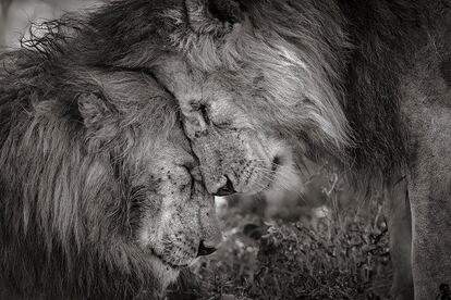 Dois leões machos adultos, provavelmente irmãos, cumprimentam-se esfregando os rostos por 30 segundos. A foto foi tirada em Ndutu, Serengeti (Tanzânia). 'Vínculo de hermanos' é a imagem vencedora do 'Wildlife Photograper of the Year 2018'.