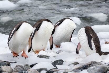 Pinguins sem cabeça? “Fiz a foto em uma expedição à Antártica em janeiro, exatamente na Ilha de Cuverville. Lá vive uma grande comunidade de pinguins de Bico Vermelho. Na foto podemos vê-los fazendo sua higiene”, diz a fotógrafa da cena, a holandesa Monique Jöris.