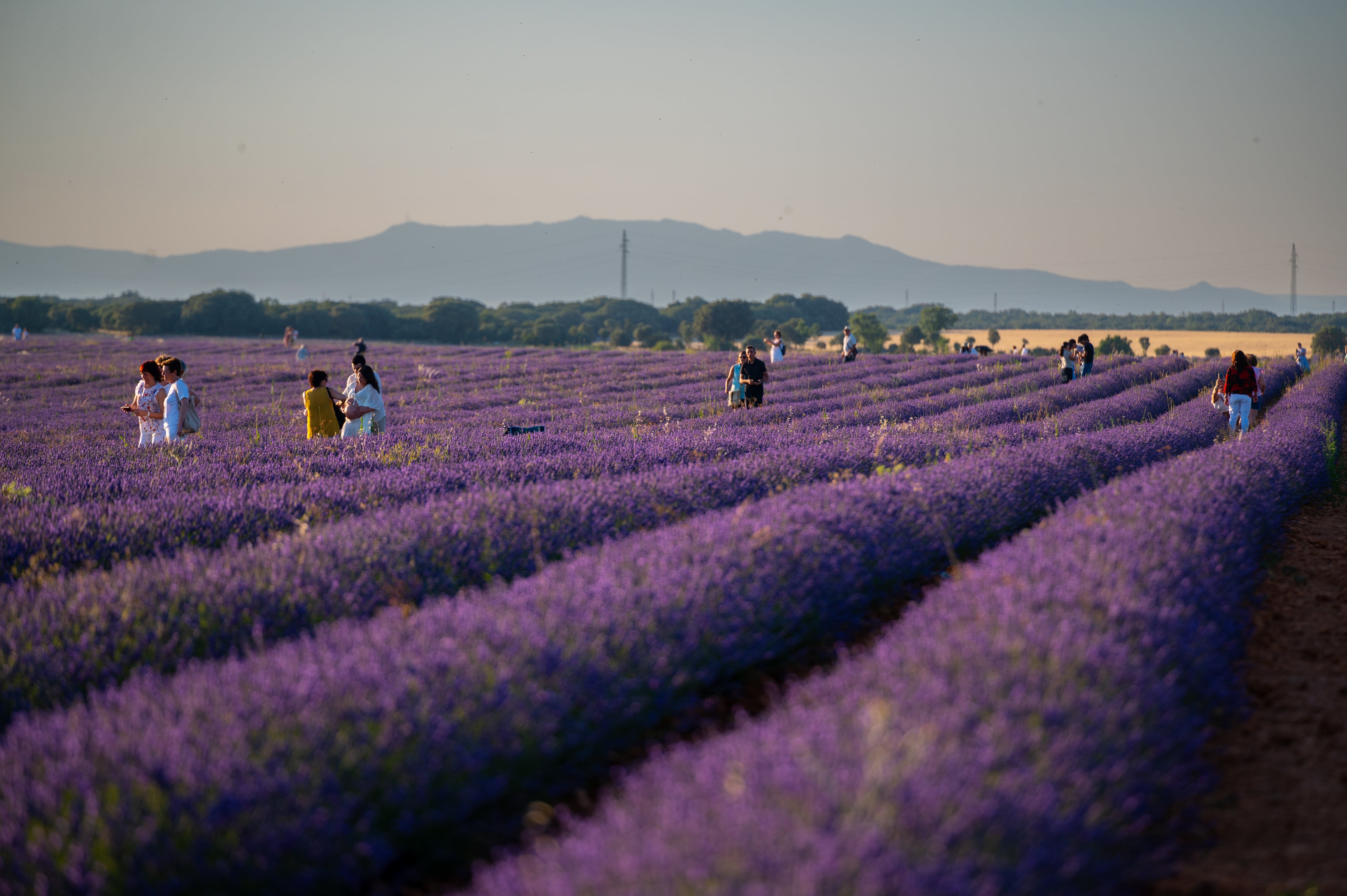 Campos de lavanda en la comarca de Brihuega (Guadalajara) el pasado mes de julio. 