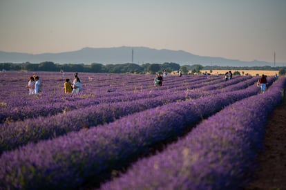 Campos de lavanda en la comarca de Brihuega (Guadalajara) el pasado mes de julio. 