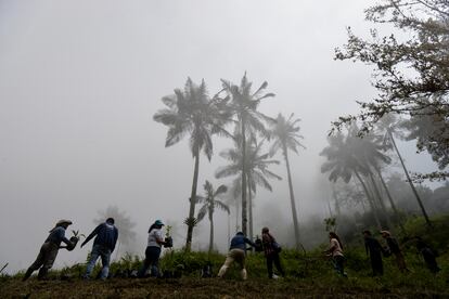  Aunque las palmas de cera más conocidas están en el departamento de Quindío, también viven en otros lugares, como Cundinamarca. En Montefrío, una vereda a cuatro kilómetros del pueblo de Chaguaní, el bosque húmedo da vida a la población más grande de palmas de cera en la Cordillera Oriental.