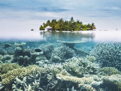 Fondo marino con corales en las islas Maldivas.