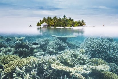 Fondo marino con corales en las islas Maldivas.