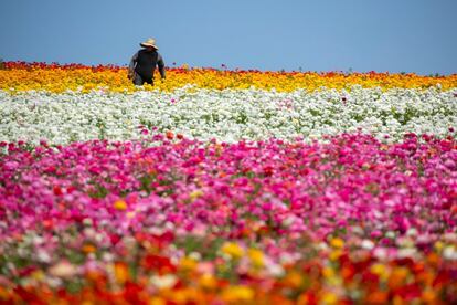 Un trabajador recoge flores de ranúnculo en Flower Fields en Carlsbad, California (EE. UU).