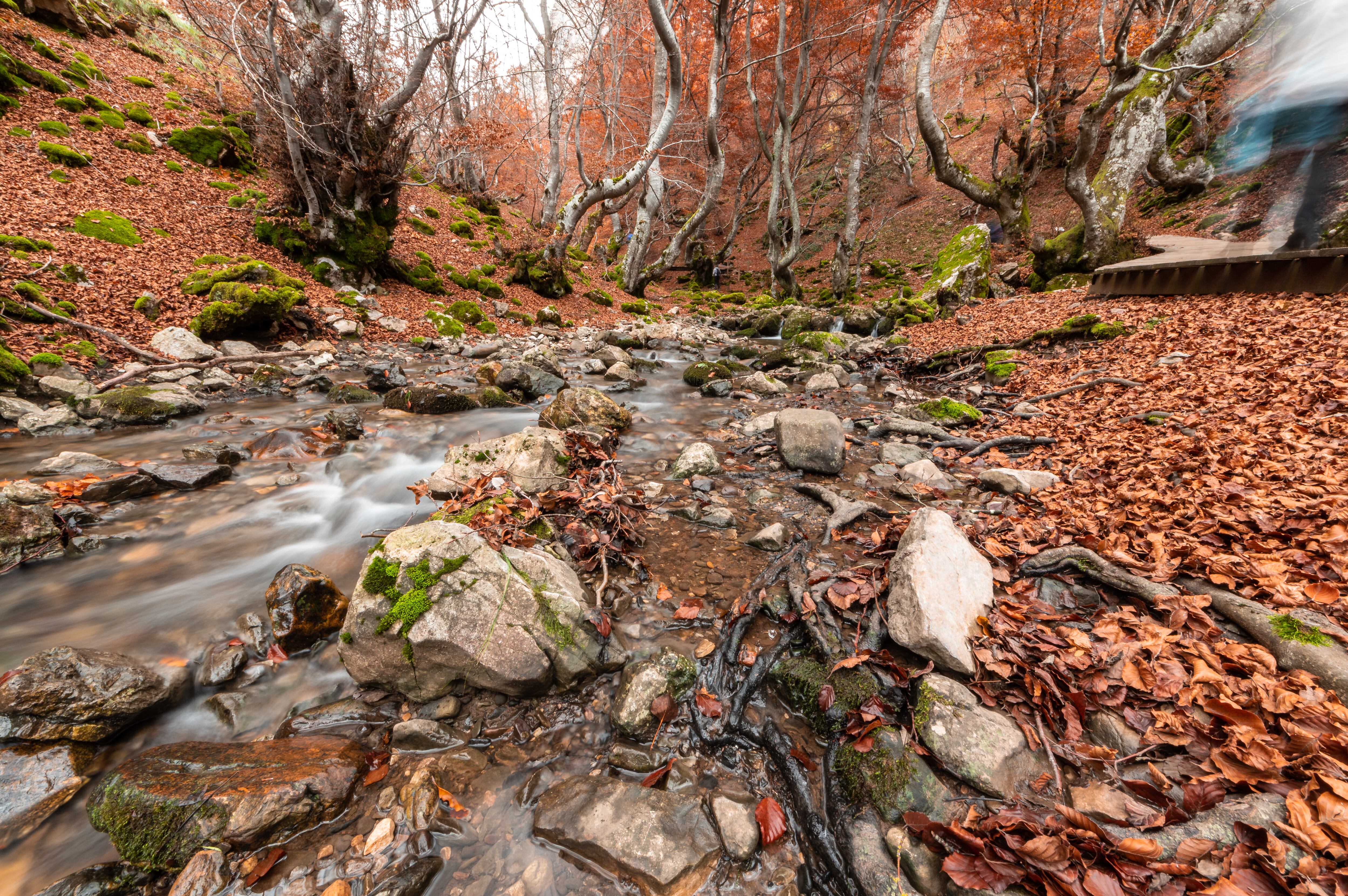 El Faedo de Ciñera, en la reserva de la biosfera del Alto Bernesga (León).