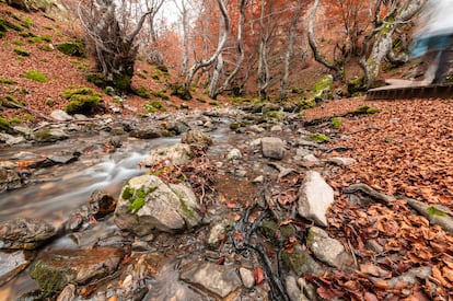 El Faedo de Ciñera, en la reserva de la biosfera del Alto Bernesga (León).