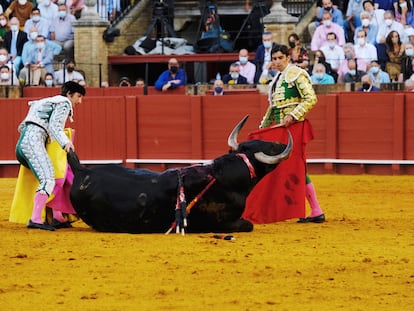 El quinto toro de la tarde, desplomado en plena faena de muleta.