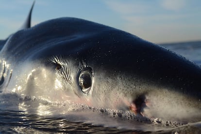 A blue shark lies on a beach in Ostia, western Italy, with a wound from a swordfish behind its eye.