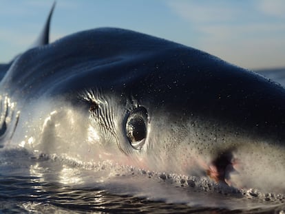 Un ejemplar de tintorera yace en una playa de Ostia, al oeste de Italia, con una perforación de pez espada detrás del ojo.