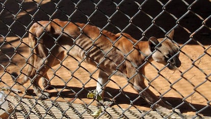 Um puma desnutrido em sua jaula do zoológico de San Francisco