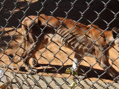 Um puma desnutrido em sua jaula do zoológico de San Francisco