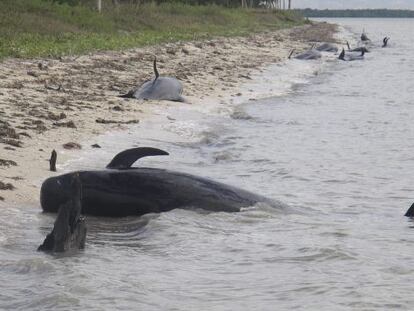 Ballenas varadas murieron en la costa del Parque Nacional Everglades, en Florida