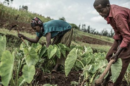 Agricultores trabajando la tierra en la comunidad de Hintala River, Etiopía.