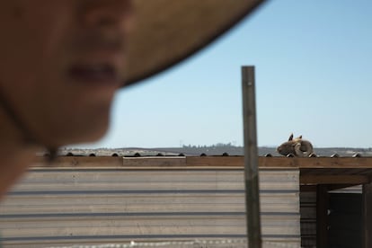 Las temperaturas en el desierto de Tecate suelen rondar los más de 40 °C. Los internos trabajan con un sombrero para protegerse del golpe del sol.