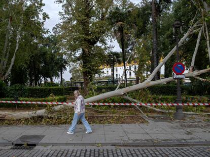 Uno de los múltiples árboles caídos al suelo debido al fuerte viento y la lluvia que ha azotado Sevilla, este lunes.