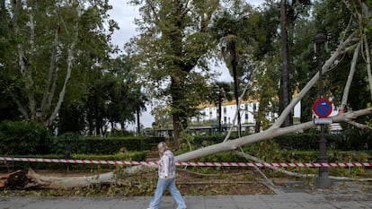 Uno de los múltiples árboles caídos al suelo debido al fuerte viento y la lluvia que ha azotado Sevilla, este lunes.