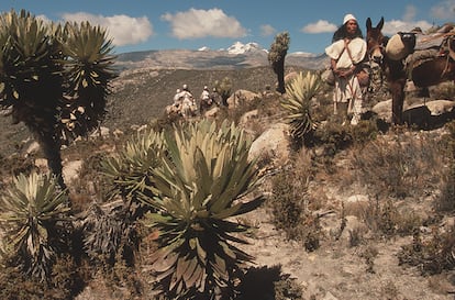 Un grupo de hombres arhuacos caminan en un páramo de la Sierra Nevada, al fondo son visibles el pico Colón y el pico Simón Bolívar, en una fotografía de archivo del 2008.