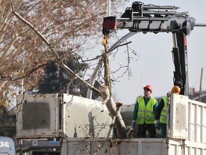 Operarios cortan un árbol frente a los Jardines de Jimena Quirós en Madrid el 22 de enero, por las obras de ampliación de la Línea 11 de metro.